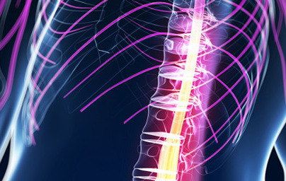 Гръбначен мозък Гръбначен мозък