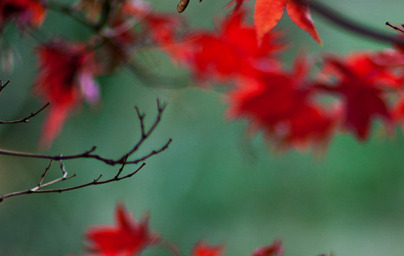 Явор (Acer) Явор (Acer)