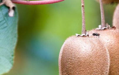 Киви (Actinidia deliciosa) Киви (Actinidia deliciosa)