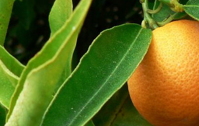 Клементина (Citrus x clementina) Клементина (Citrus x clementina)