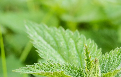 Коприва (Urtica dioica) Коприва (Urtica dioica)