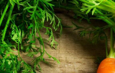 Морков (Daucus carota) Морков (Daucus carota)