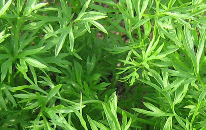 Кориандър (Coriandrum sativum) Кориандър (Coriandrum sativum)