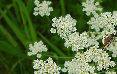 Ким (Carum carvi) Ким (Carum carvi)