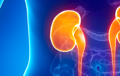 Бъбреци Бъбреци