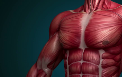 Мускули Мускули