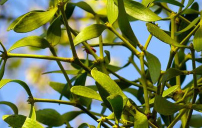 Бял имел (Viscum album) 