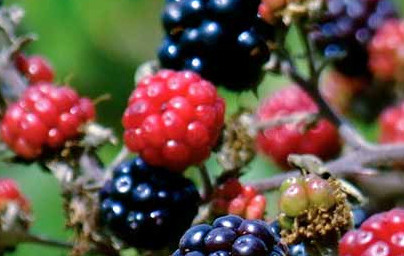 Къпина (Rubus fruticosus) Къпина (Rubus fruticosus)