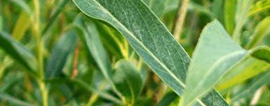 Върба (Salix)
