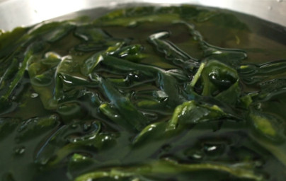 Уакаме (Wakame)