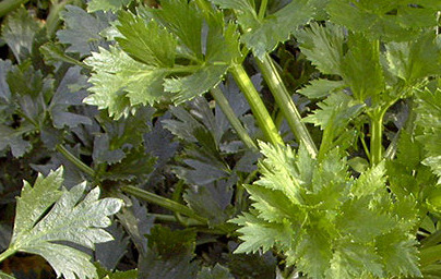 Целина (Apium graveolens) Целина (Apium graveolens)