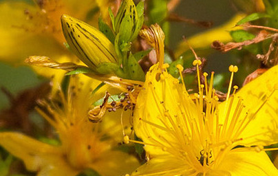 Жълт кантарион (Hypericum perforatum), част 2. Жълт кантарион (Hypericum perforatum), част 2.