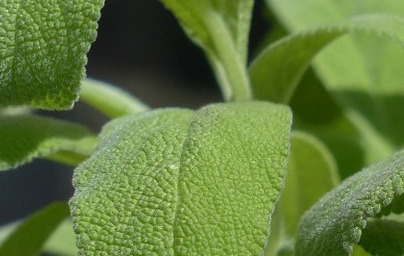 Градински чай (Salvia officinalis) Градински чай (Salvia officinalis)