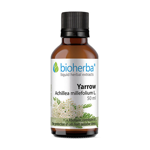 Бял равнец - тинктура, 50 мл