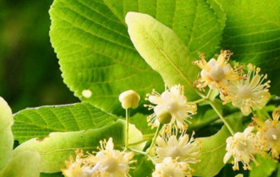 Липа (Tilia) Липа (Tilia)