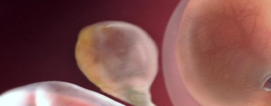 9-та седмица от бременността