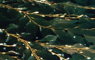 Алгин Алгин