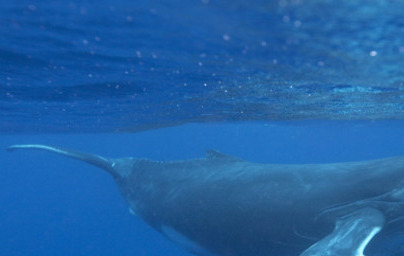 Цетилов палмитат (Cetyl Palmitate) Цетилов палмитат (Cetyl Palmitate)