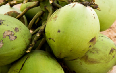 Динатриев коко-глюкозид цитрат (Disodium Coco-Glucoside Citrate) Динатриев коко-глюкозид цитрат (Disodium Coco-Glucoside Citrate)