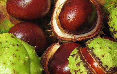 Ескулин (Esculin) Ескулин (Esculin)