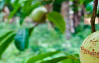 Миристинова киселина (Myristic Acid) Миристинова киселина (Myristic Acid)